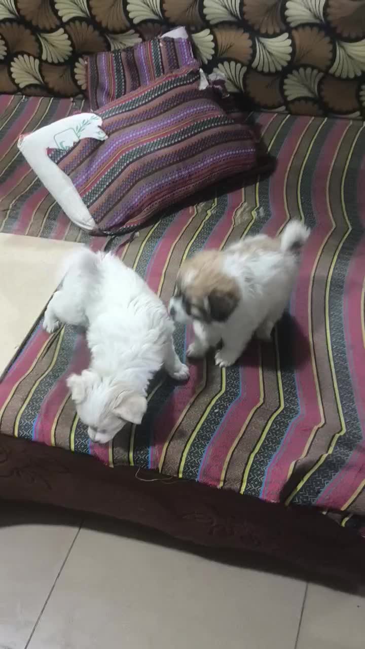 واگذاری|سگ|تبریز, |دیوار