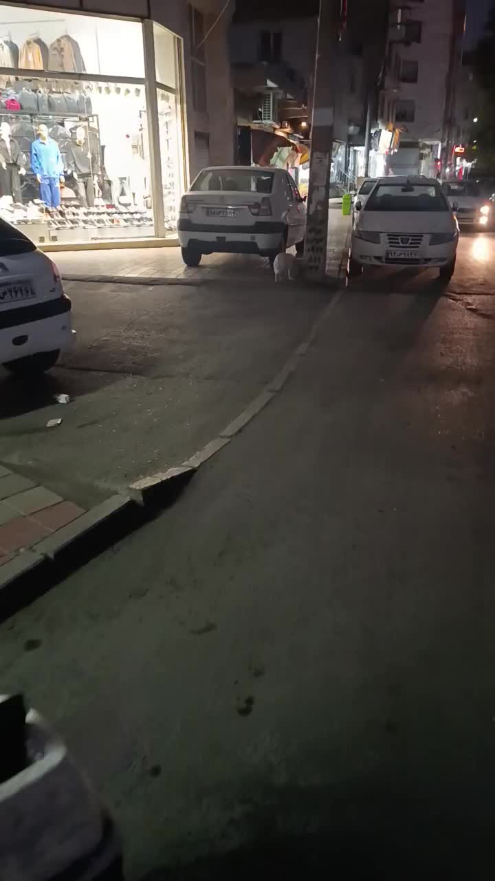 سگ گمشده در محدوده میانجاده باغستان|حیوانات|کرج, حیدرآباد|دیوار