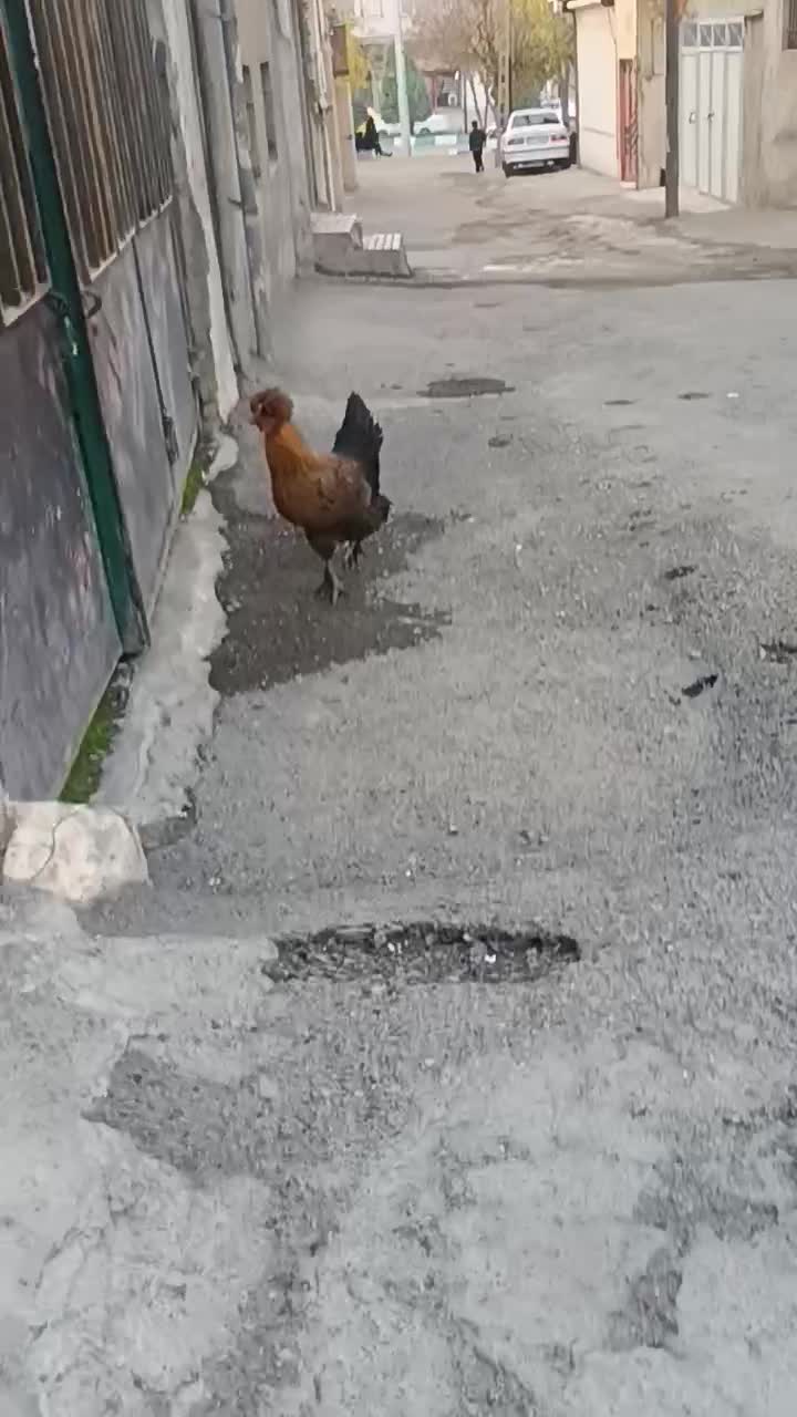 مرغ سلطان کاکلی و پاپر جوجه خروس|حیوانات مزرعه|کرمانشاه, |دیوار