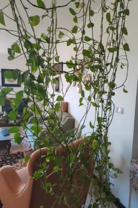 گلهای اپارتمانی|گل و گیاه طبیعی|یزد, |دیوار