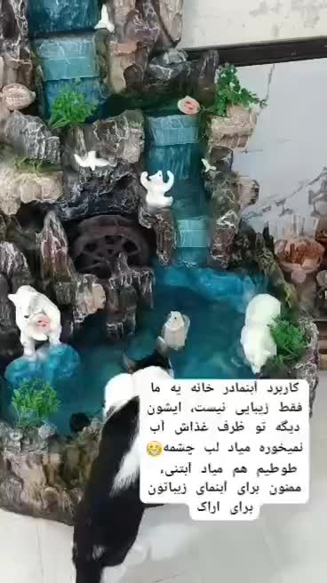 گربه،پیشی|حیوانات|اراک, |دیوار