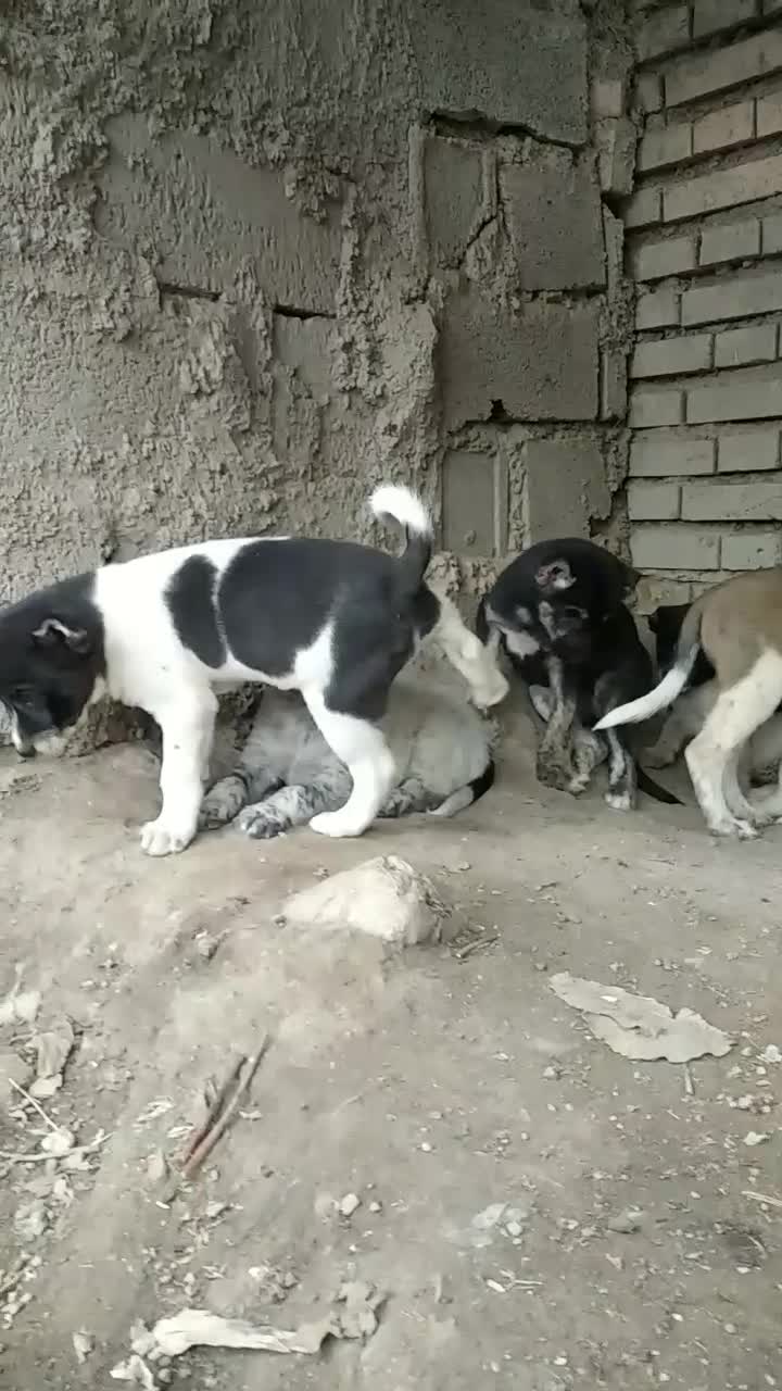 واگذاری آلابای نر و ماده|سگ|گنبد کاووس, |دیوار