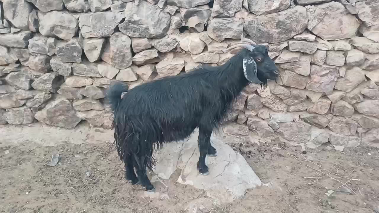 بز برای کشت|حیوانات مزرعه|دهدشت, |دیوار