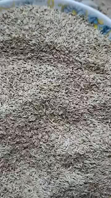تخم کاهو|خوردنی و آشامیدنی|شیراز, سیلو|دیوار
