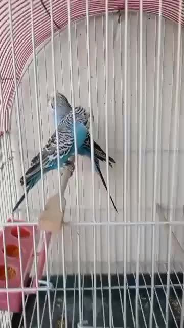 مرغ عشق|پرنده|شیراز, غدیر جنوبی|دیوار