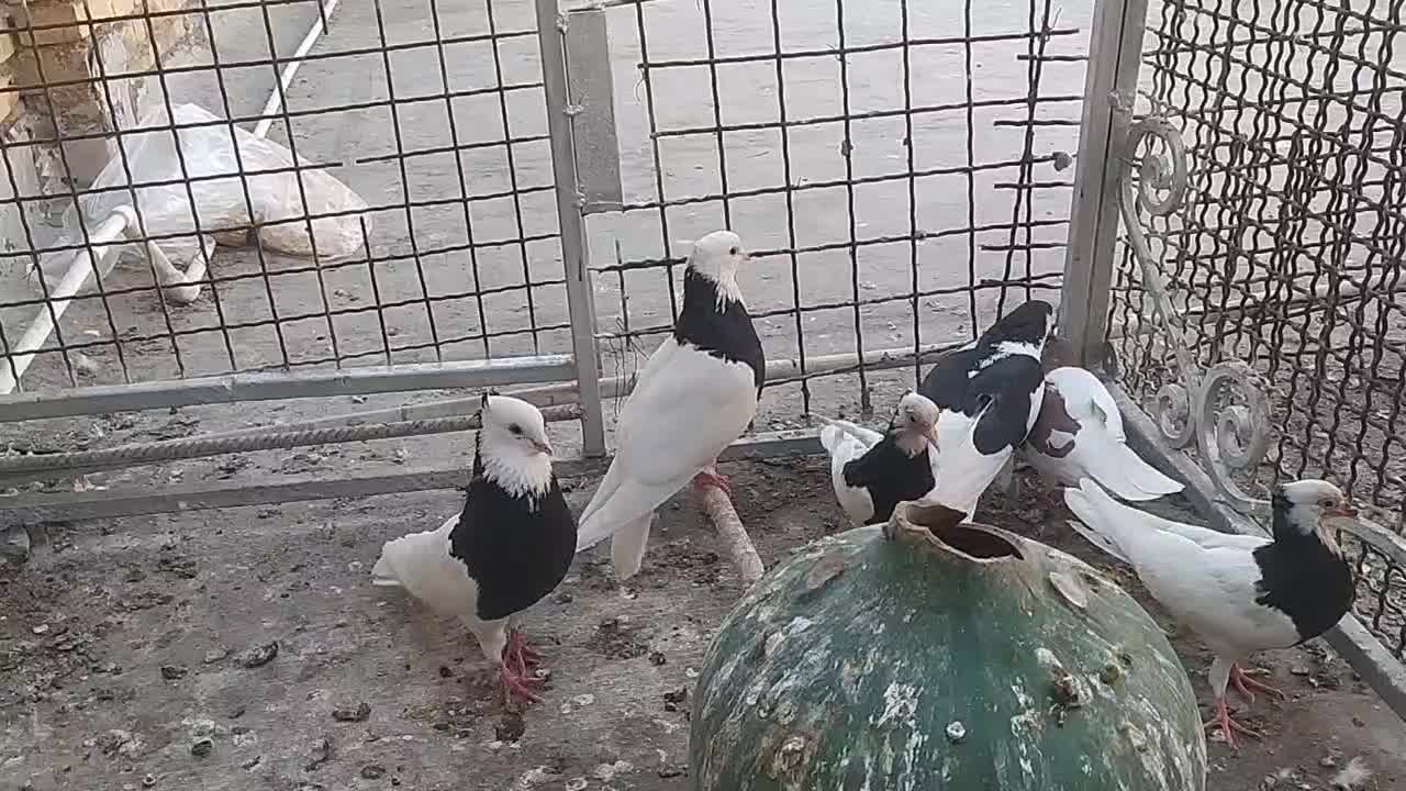 پرنده|پرنده|خرمشهر, |دیوار