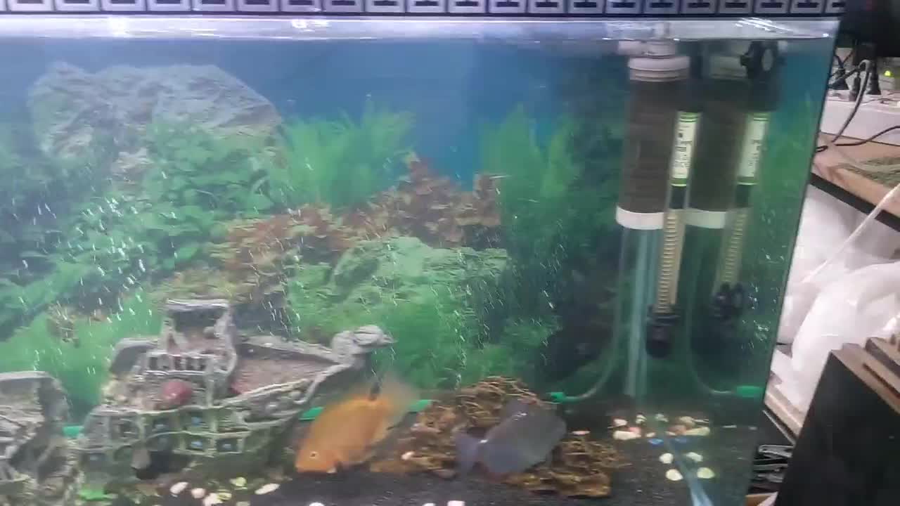 اکواریوم|ماهی|تهران, جوادیه تهرانپارس|دیوار