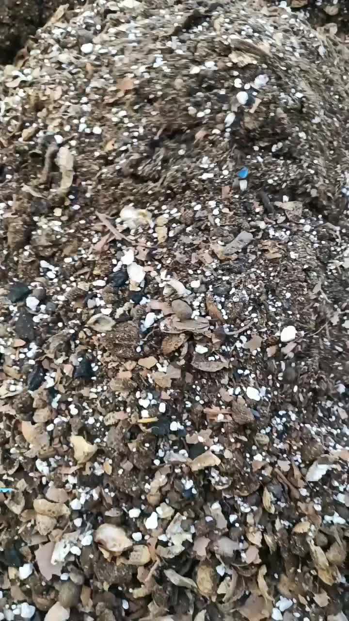 خاک برگ درجه یک|گل و گیاه طبیعی|کاشان, ولیعصر|دیوار