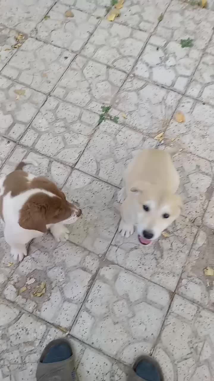 توله نر پنجه دار|سگ|کرمان, |دیوار