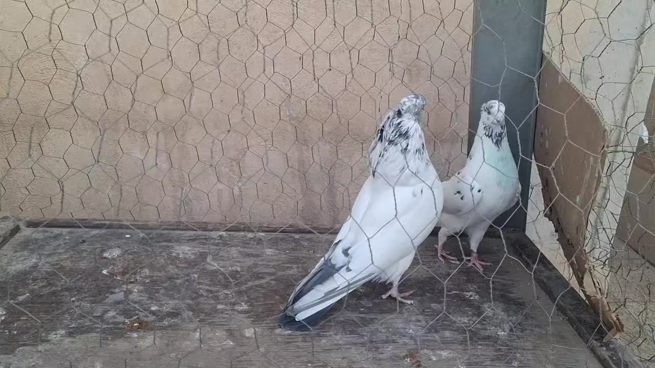 کبوتر|پرنده|باقرشهر, |دیوار