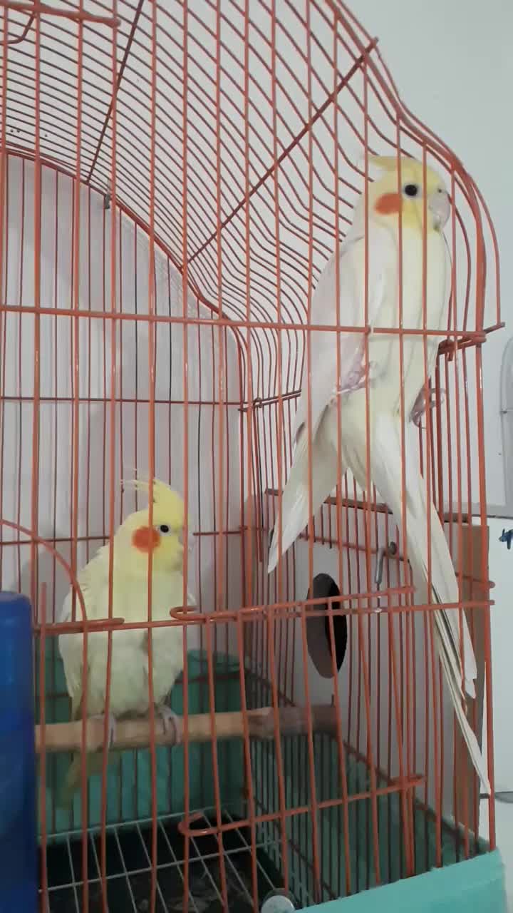 یک جفت عروس هلندی بفروش میرسد|پرنده|اهر, |دیوار