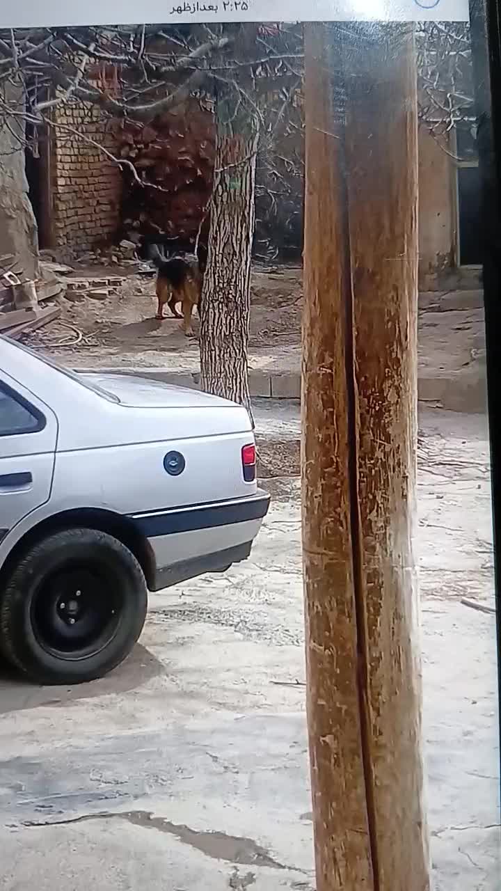 سگ ژرمن|سگ|تاکستان, |دیوار
