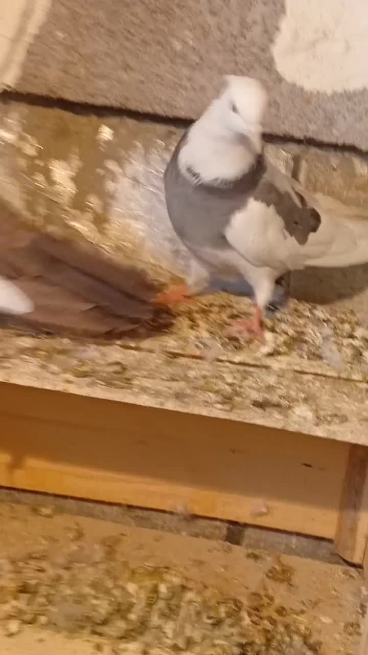 دوتاکفترگرفتنی|پرنده|همدان, |دیوار