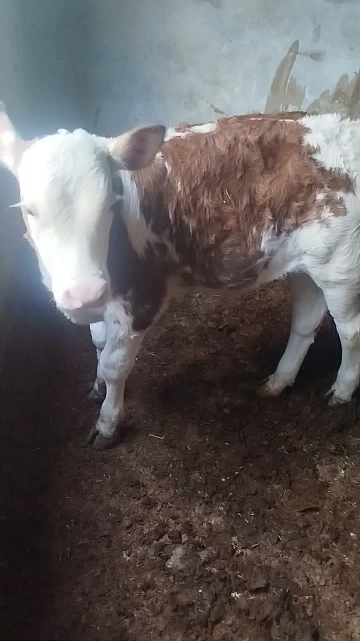 گاو سمینتال با گوساله نر سیمنتال|حیوانات مزرعه|شادگان, |دیوار