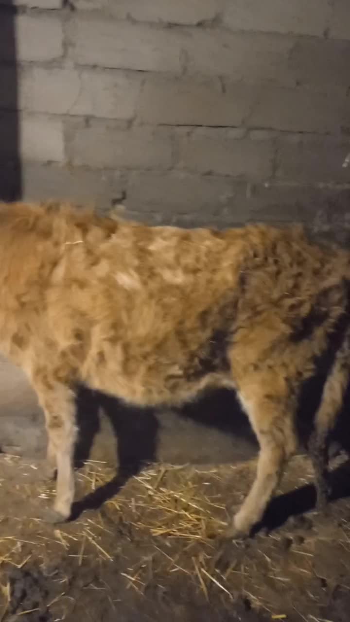 فروش گوساله ماده|حیوانات مزرعه|منجوان, |دیوار