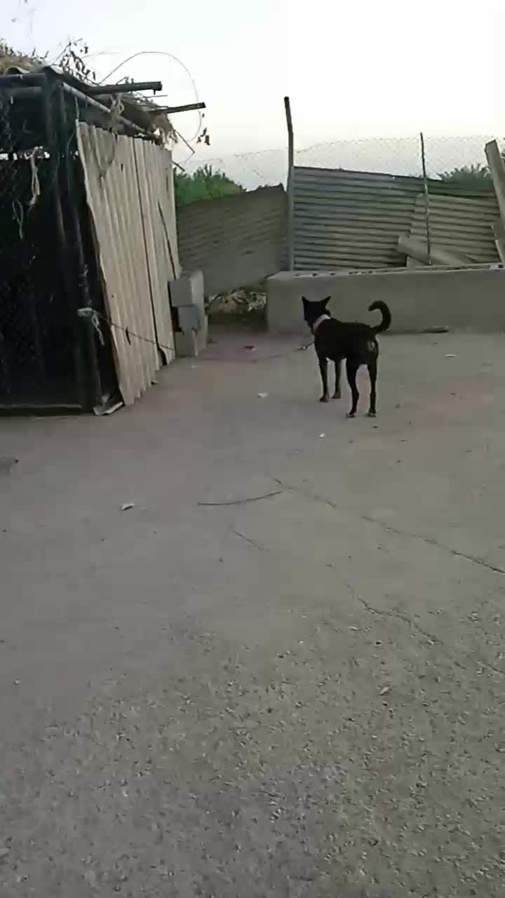 سلام سگ گرگی|سگ|دزفول, |دیوار