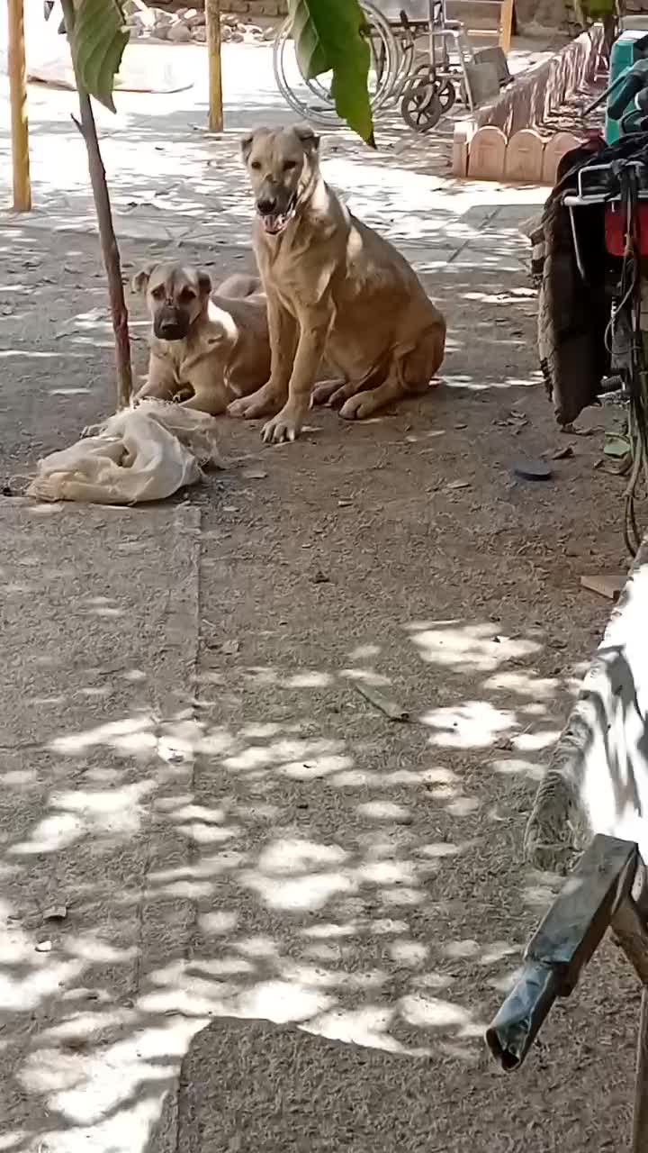 توله ۱۲۰روزه قیمت ۸تومن|سگ|نیشابور, ده حلاج|دیوار