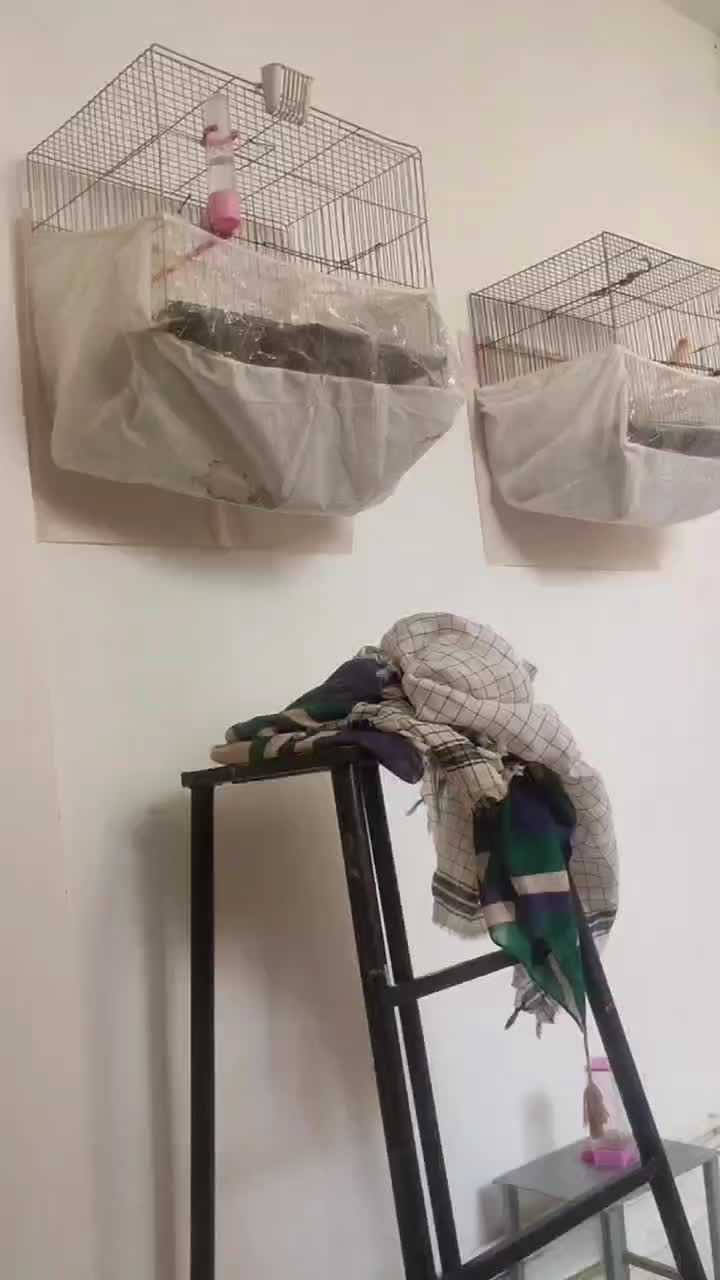 جفت|پرنده|کرمانشاه, |دیوار