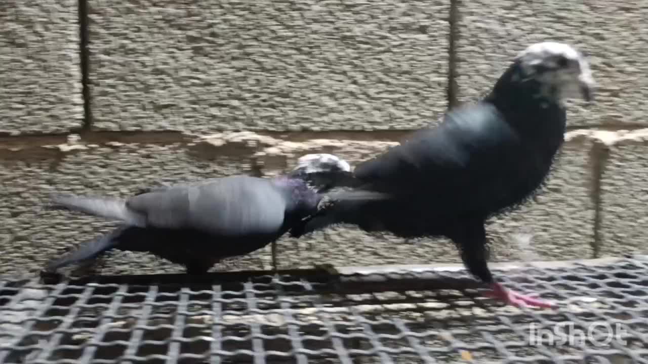 کفتر بزک کله فشنگی|پرنده|جویم, |دیوار