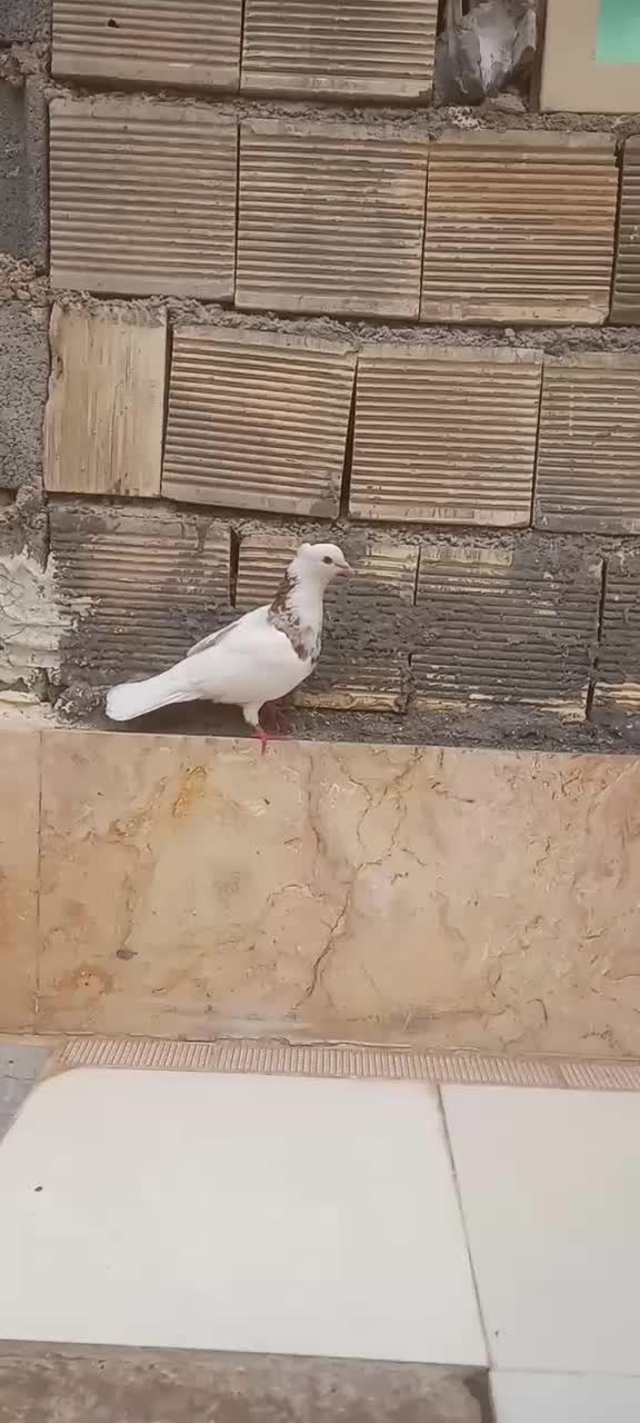 1234|پرنده|رودشت (چهارمحال و بختیاری), |دیوار