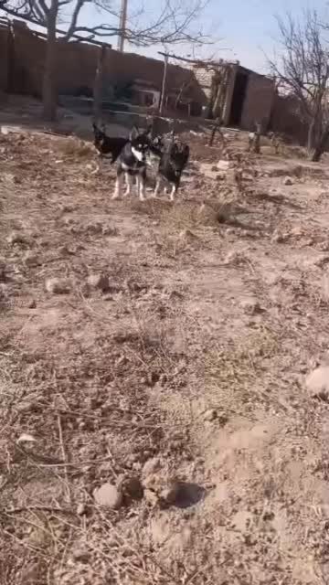 فروش سگ اصیل ونژاد دار|سگ|شاهرود, |دیوار