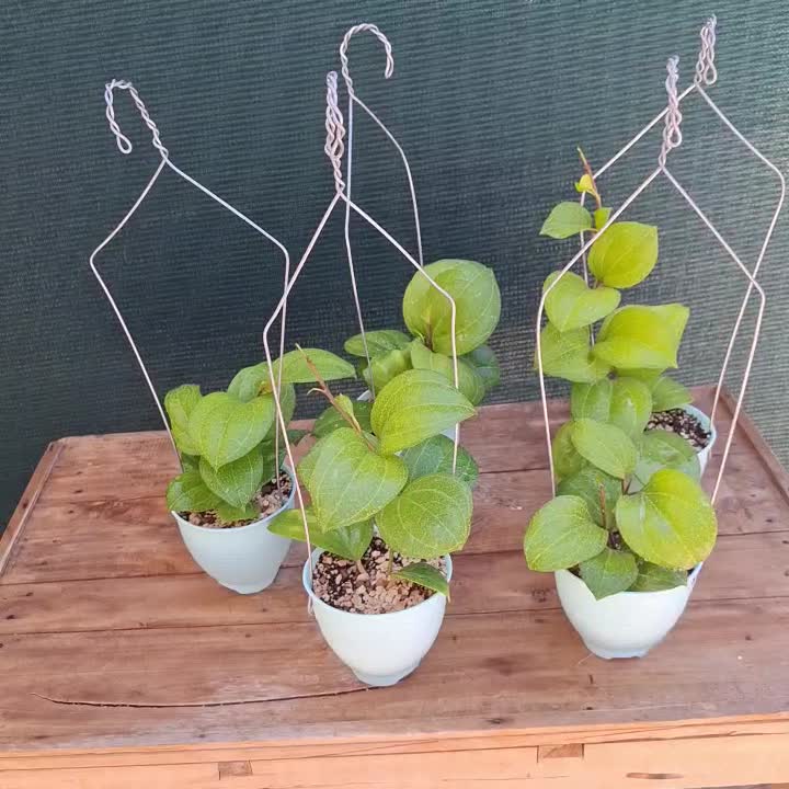 گلخانه آسوریک - انواع گیاه هویا و گل های آپارتمانی|گل و گیاه طبیعی|بجنورد, |دیوار