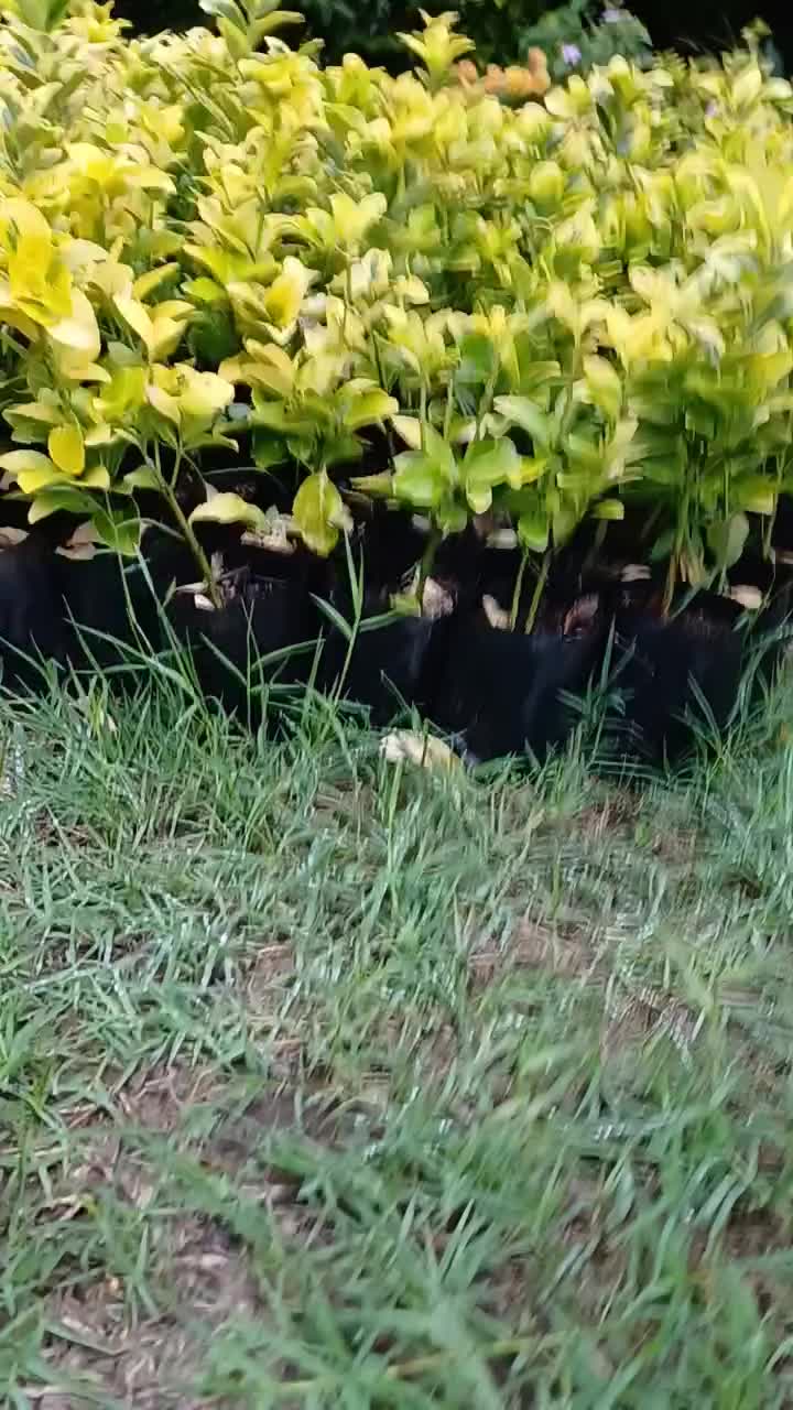 شمشاد طلایی|خدمات باغبانی و درختکاری|بندر انزلی, چهارفریضه|دیوار