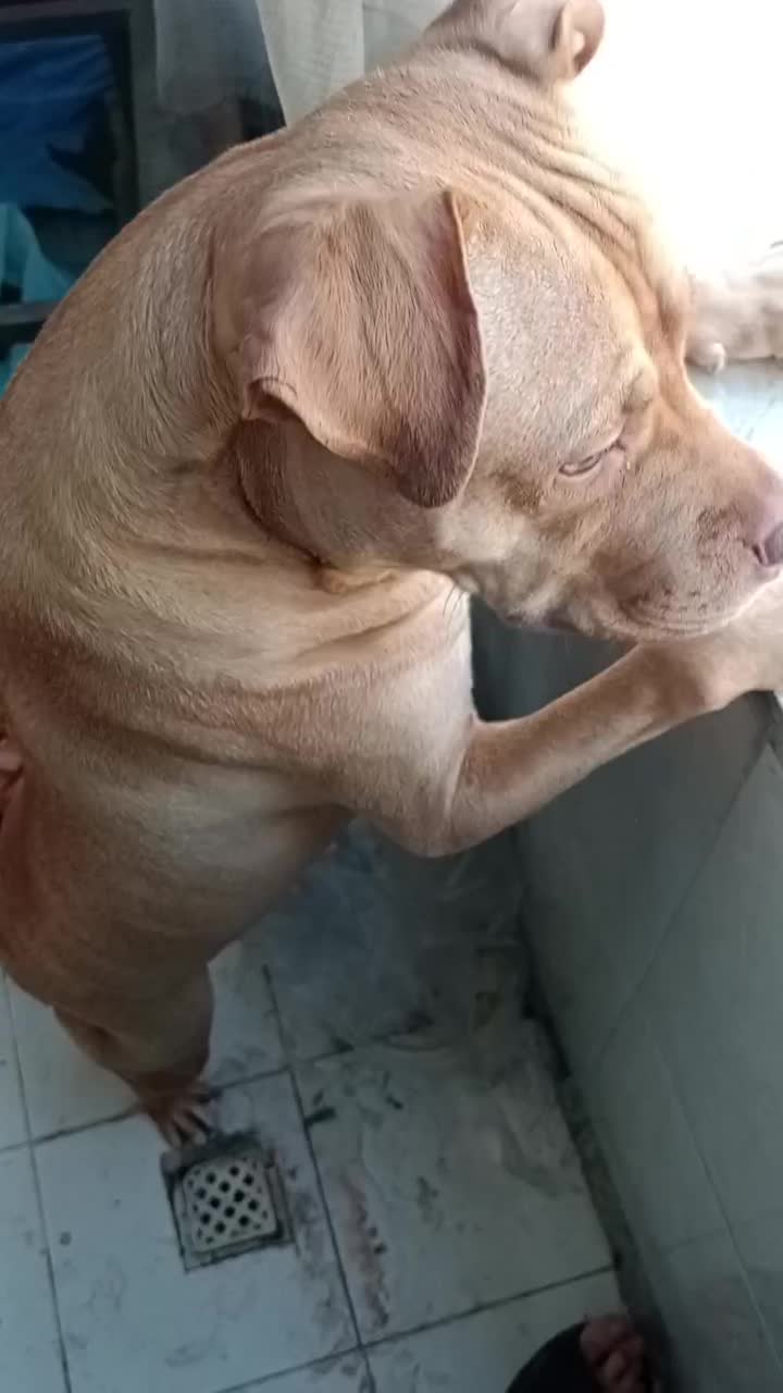 پیتبول ماده ۹ماهه|سگ|ری, دیلمان|دیوار