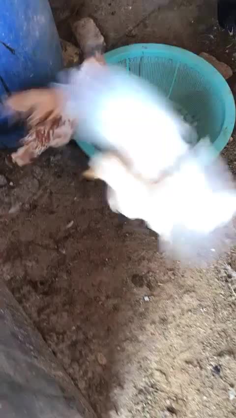 بوقلمون مرغ گلین نیمچه پولند|حیوانات مزرعه|شاهینشهر, شهرک امام علی|دیوار