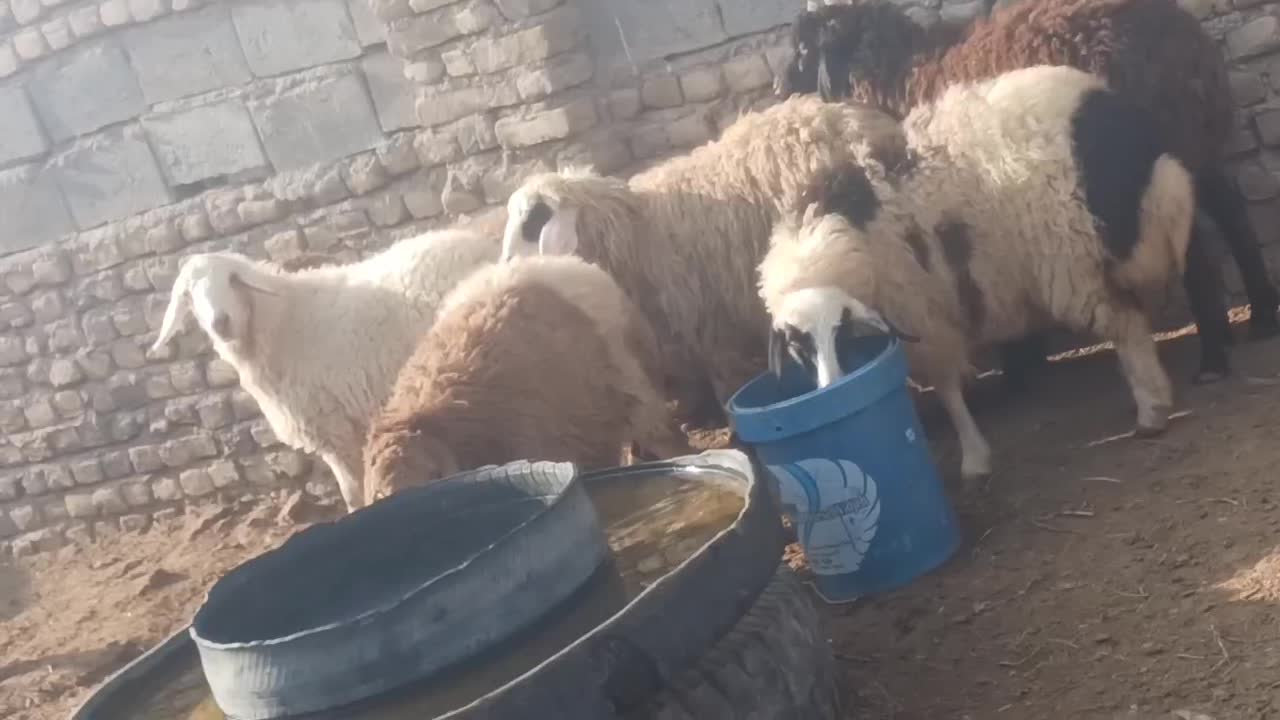 بره|حیوانات مزرعه|گناباد, |دیوار