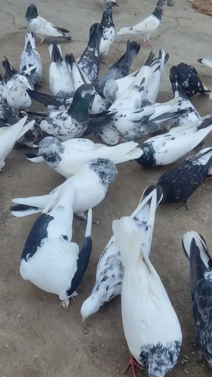 پرنده|پرنده|ایرانشهر, |دیوار