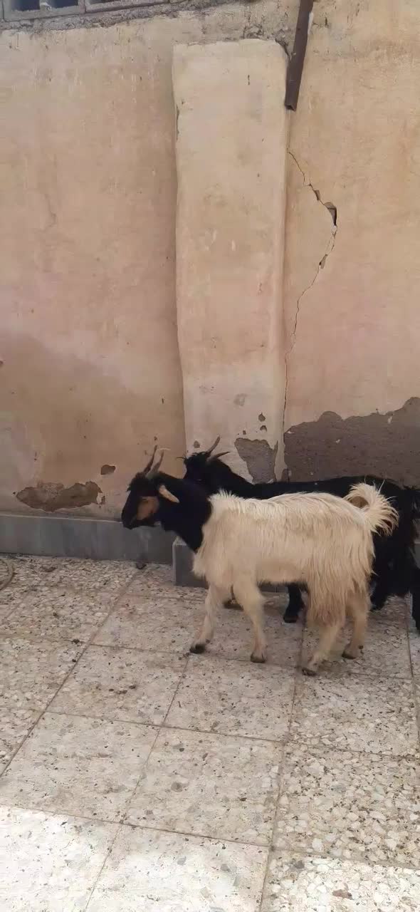 ۳عدد بز ماده|حیوانات مزرعه|اهواز, اسماعیلیه|دیوار