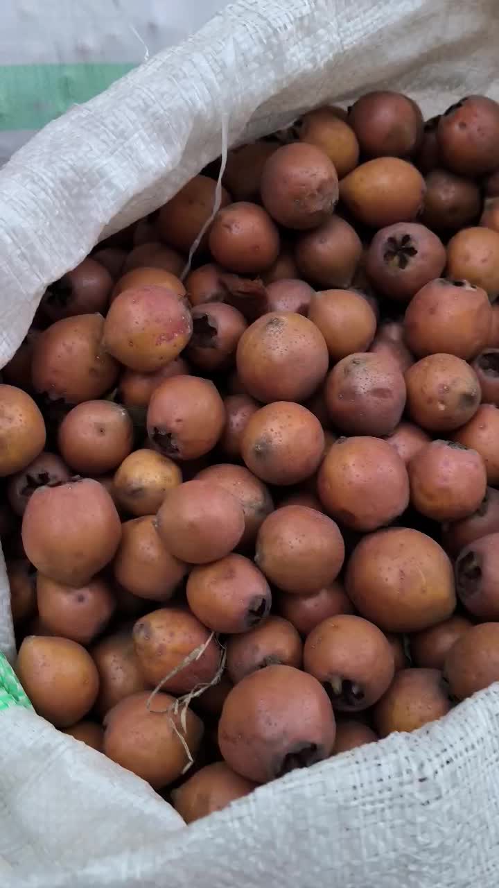 ازگیل (کنوس)|خوردنی و آشامیدنی|حویق, |دیوار