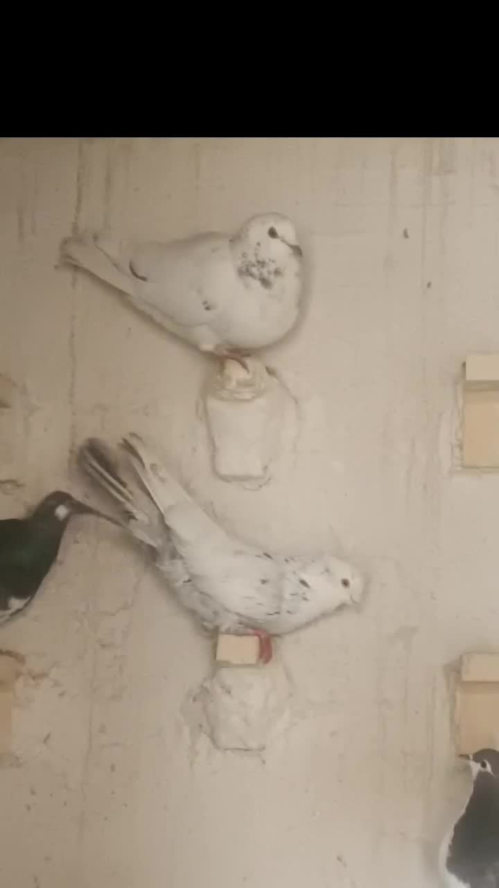 کبوتر دمبی الماسی پُـر خال سیاه|پرنده|مرودشت, ابوذر شمالی|دیوار