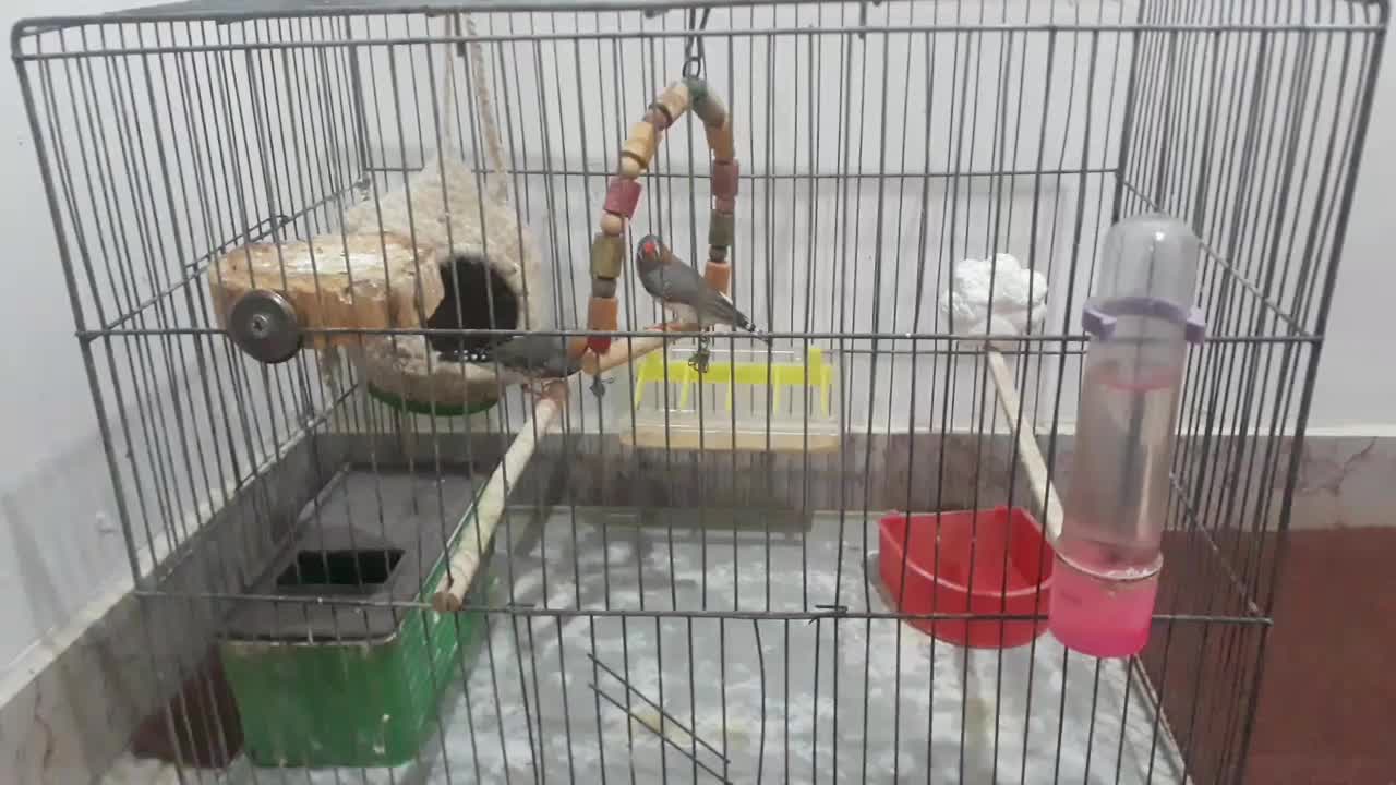 دوعددفنچ بالغ نرویک عددقفس|پرنده|محمدیه-قزوین, |دیوار