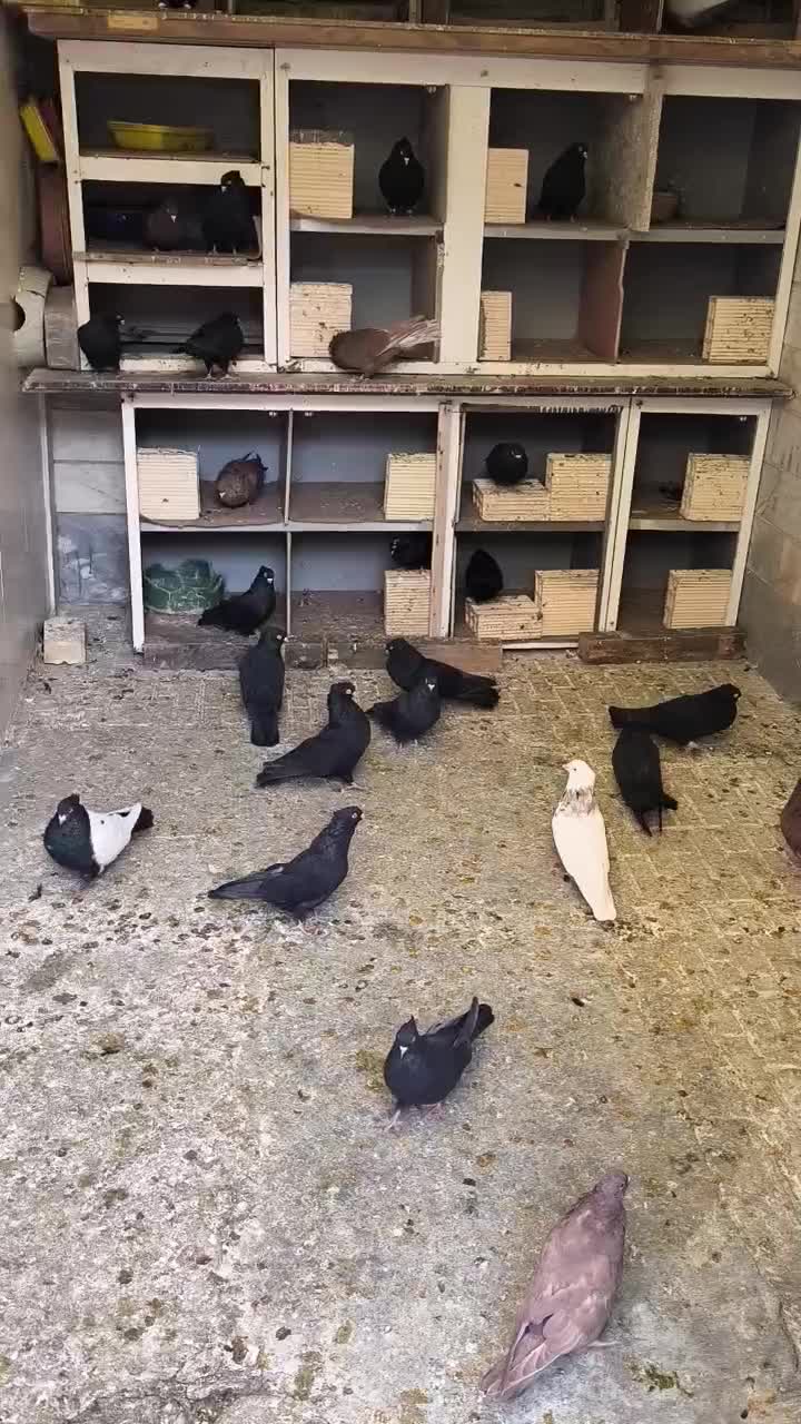 فروش ویژه سرخ .قهوه ای و. زاغ واکسی نژاد خالص|پرنده|شاهینشهر, فردوسی|دیوار