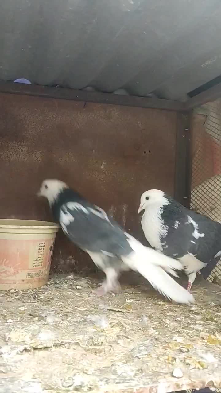 شازه ابلغ|پرنده|یزد, |دیوار