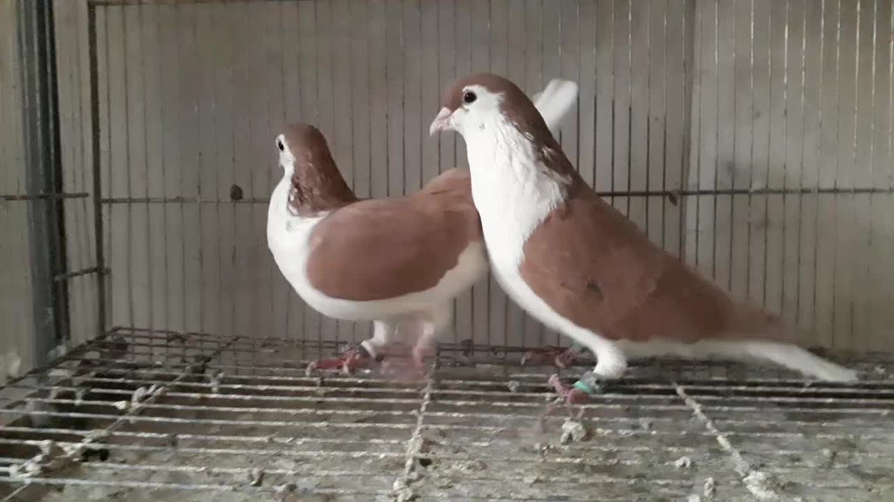 نرماده‌جفتگاه‌اس|پرنده|مشهد, رضاییه|دیوار