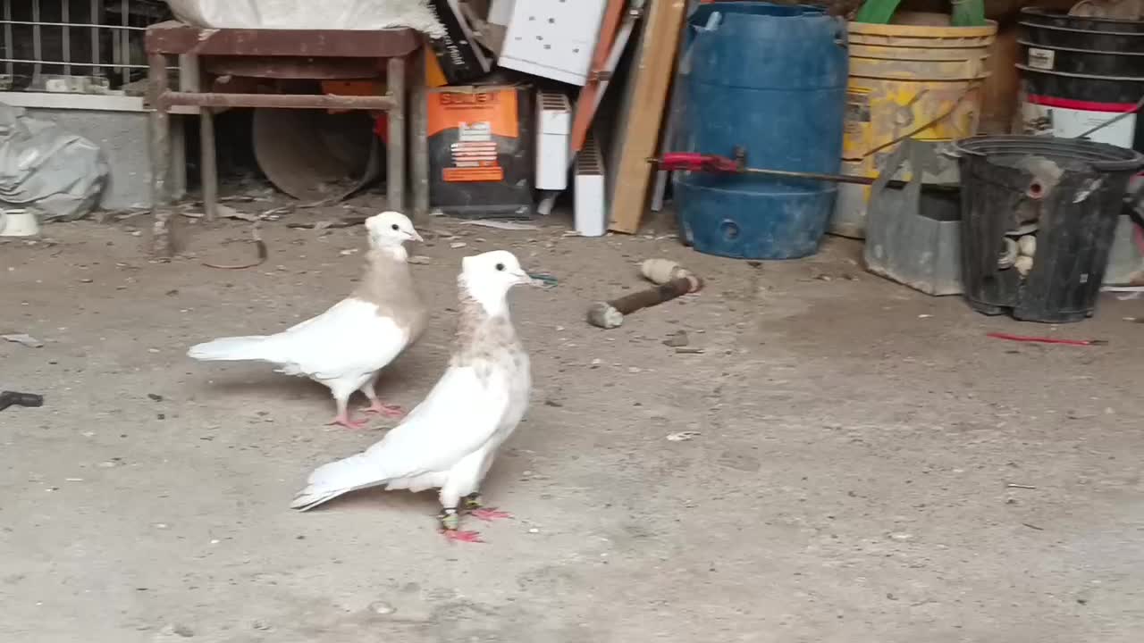 توقی کرم|پرنده|رامشیر, |دیوار