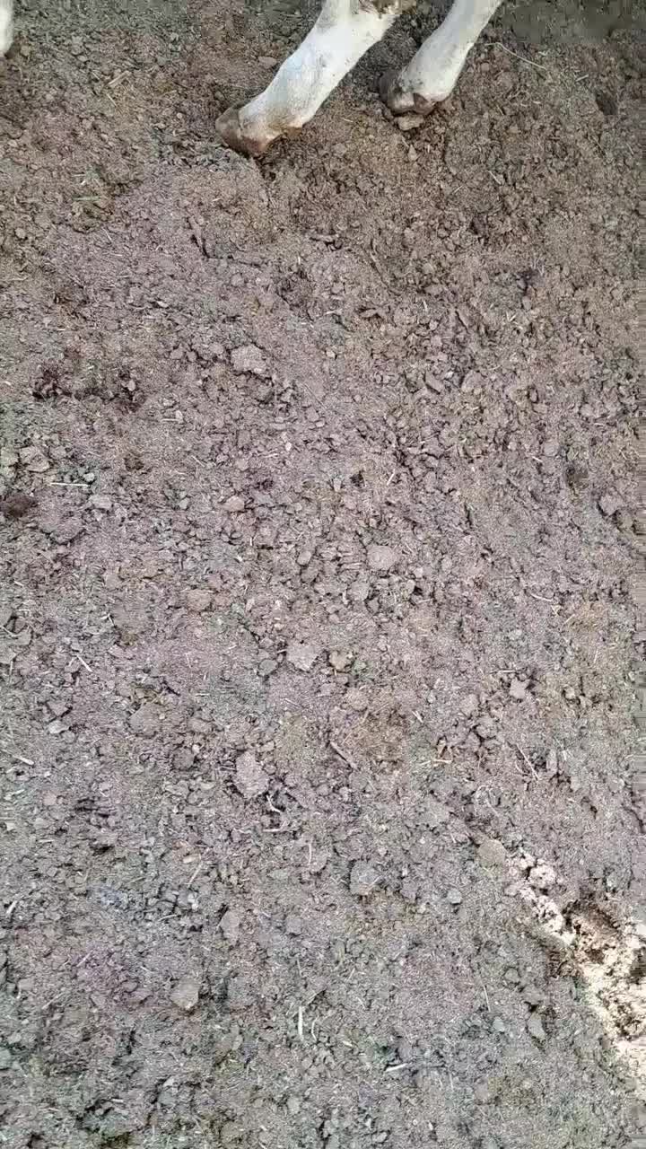 ۶راس گوساله نر درجه ۱ گاو|حیوانات مزرعه|گلپایگان, |دیوار