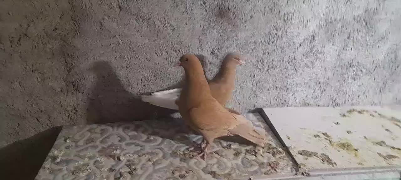 نر ماده زرد معاوضه هم دارم|پرنده|زرند, |دیوار