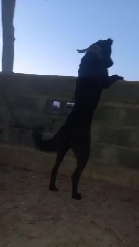 گمشده|حیوانات|یاسوج, |دیوار