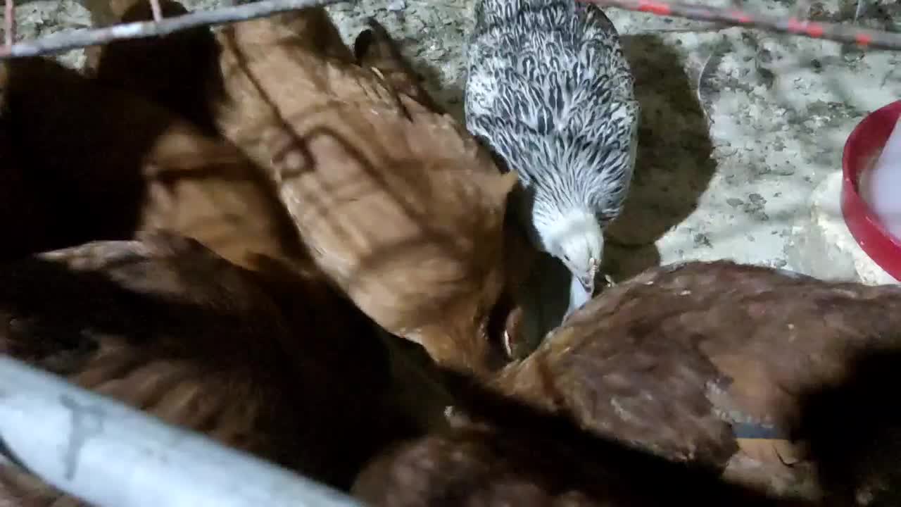 مرغ 6ماهه|حیوانات مزرعه|شیراز, بید زرد|دیوار