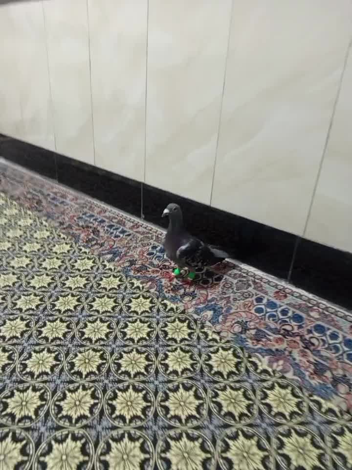 کبوتر|پرنده|مشهد, طبرسی شمالی|دیوار