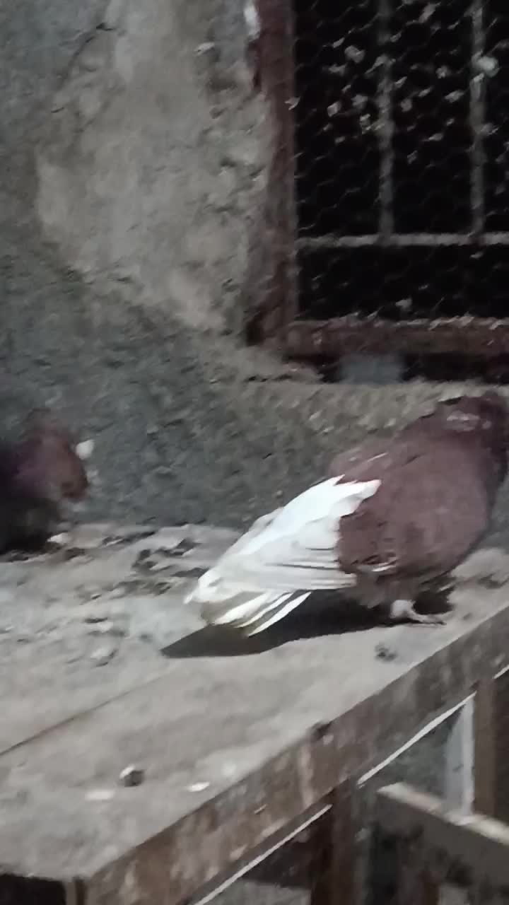 کبوترسرخ پروک وساده|پرنده|علی‌آباد کتول, |دیوار