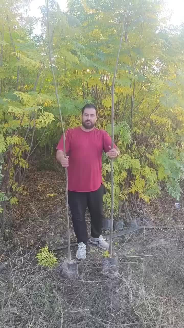 نهال های زیتون تلخ برای زینتی گلدانی ارتفاع ۳ متر|خدمات باغبانی و درختکاری|شیراز, شهرک سراج|دیوار