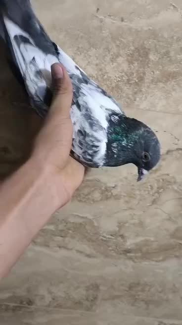 کبوتر|پرنده|خرمشهر, |دیوار
