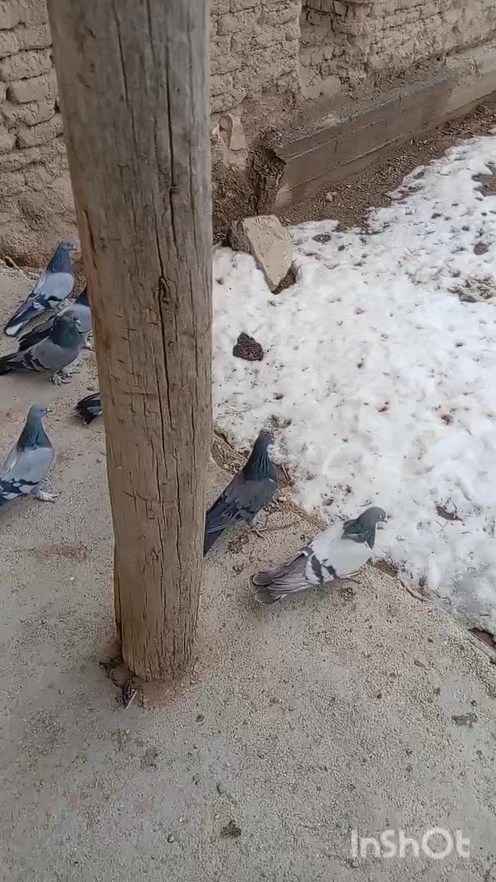 کبوتر|پرنده|لاران, |دیوار