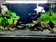 ماهی کوی شورت بادی|ماهی|کرمانشاه, |دیوار