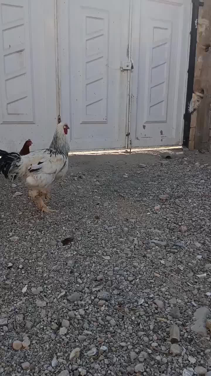 خروس برهما جوان|حیوانات مزرعه|ارژن, |دیوار